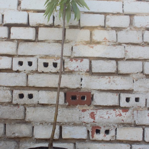 KEMER - VEREDELTE EDELKASTANIE