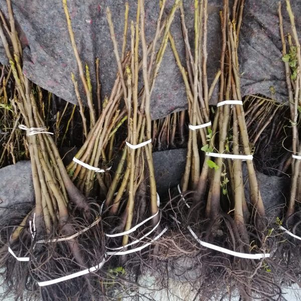 Bündel Walnuss-Sämlinge, unveredelt (1 ME = 10 Stück)