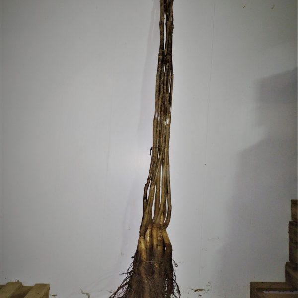 RONDE DE MONTIGNAC - VEREDELTE WALNUSS